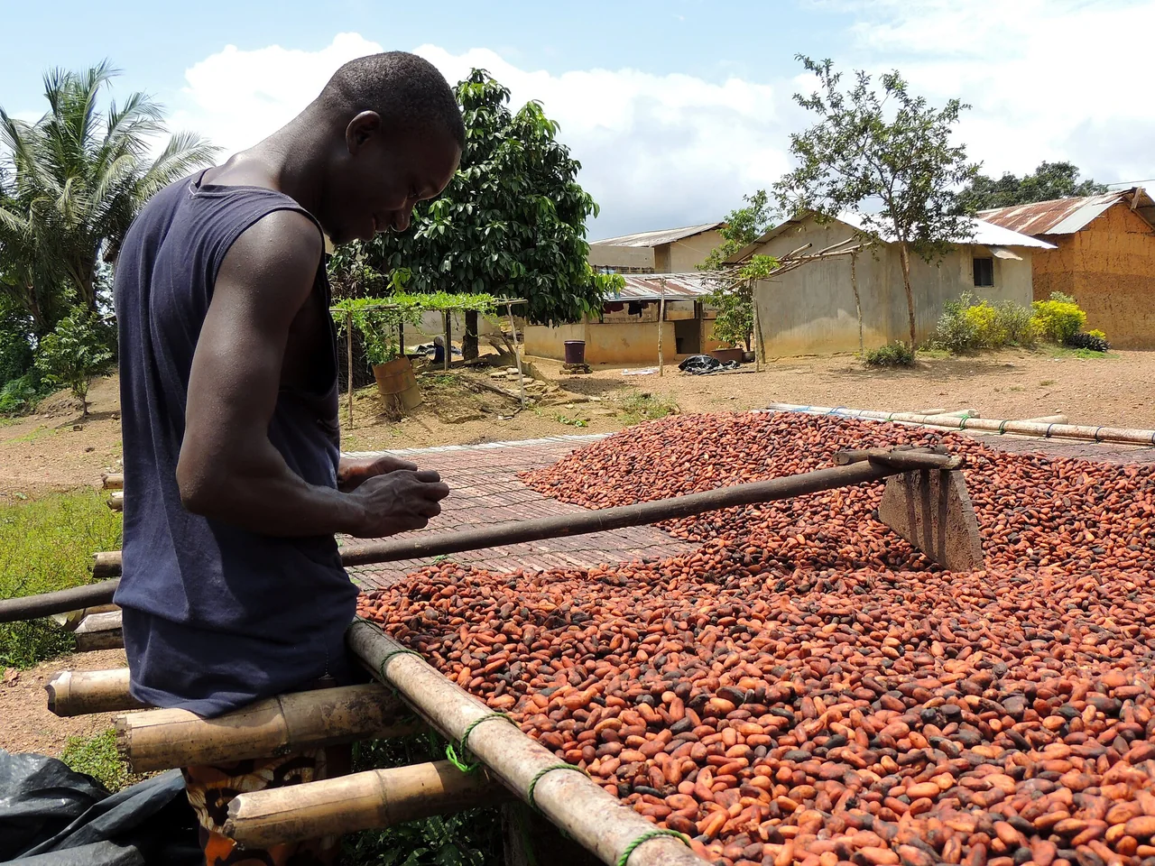 Un cultivateur travaille les fèves de cacao au séchage en Côte d’Ivoire